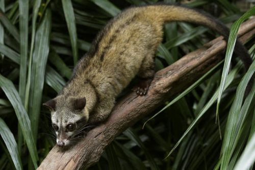 Common Palm Civets Exhibit at Night Safari