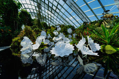 Dale Chihuly Ethereal White Persians