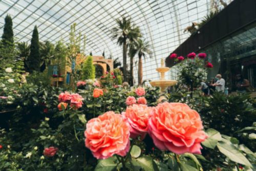 Rose Romance floral display