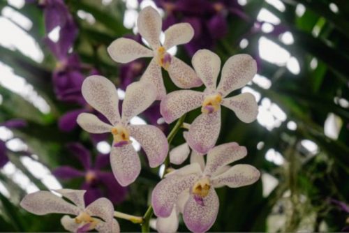 Orchid Stories of Singapore Cloud Forest