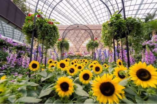 Sunflowers Gardens by the Bay