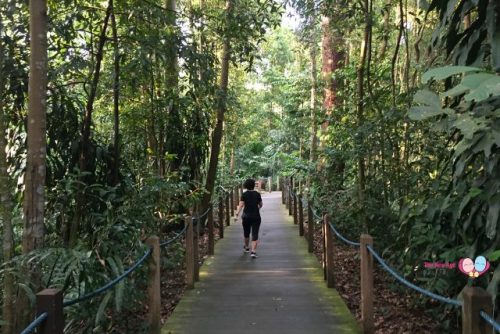 Singapore Botanic Gardens - Rain Forest Walking Trail