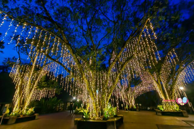 The Singapore Botanic Gardens' Trees of the World 2022