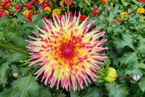 Plants at Dahlia Dreams
