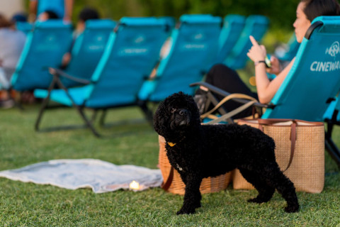 Outdoor Movie Screening Pet friendly Klook