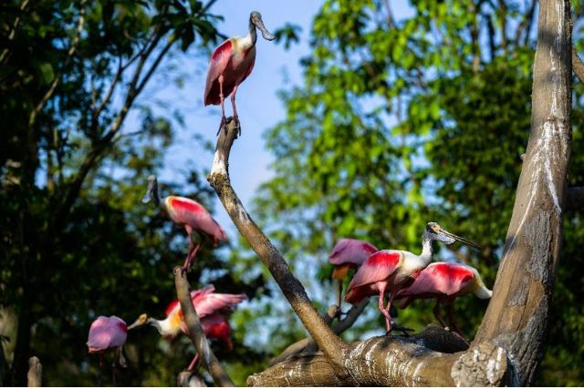 Bird Paradise Singapore Crimson Wetlands