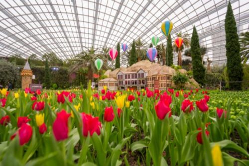 Tulipmania Origins of the Tulip Floral Display 2023