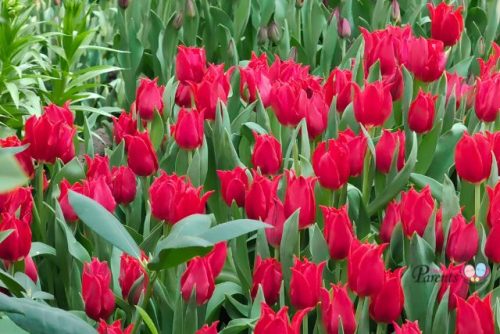 Tulipmania tulips