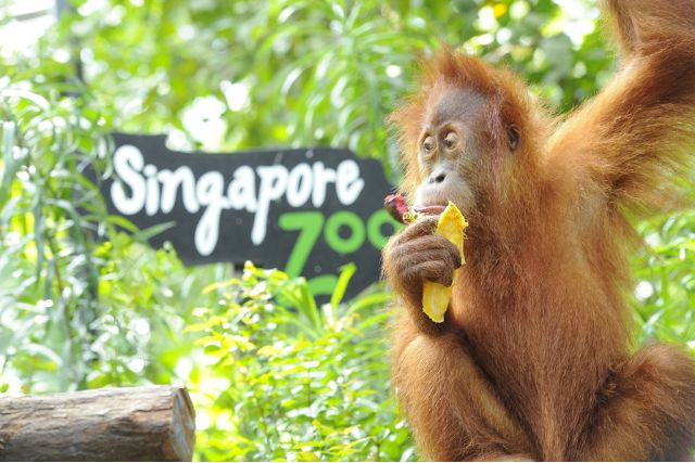 Singapore Zoo Golden Jubilee Mandai Wildlife Group