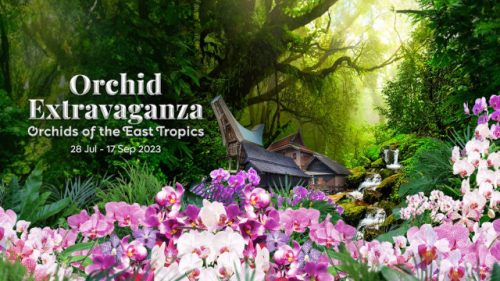 Orchid Extravaganza 2023