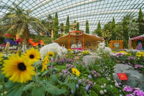 Chrysanthemum Charm Flower Dome