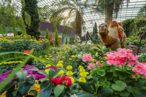 Chrysanthemum Charm Gardens by the Bay