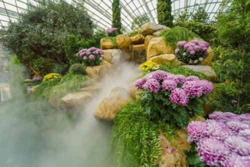 Chrysanthemum Charm Mongolia Flower Dome