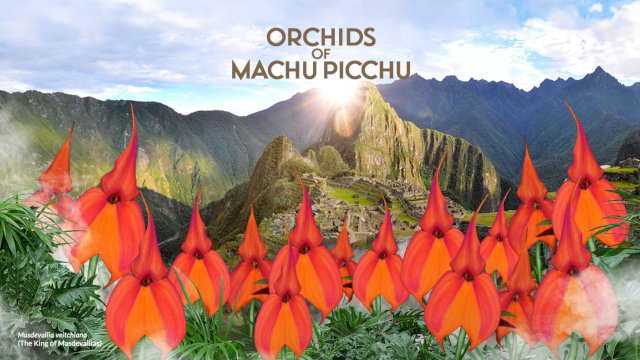 Orchids Of Machu Picchu: A Floral Journey Through Time And Beauty