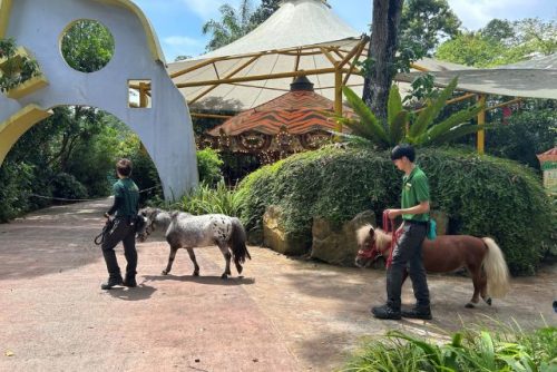 Kidzworld Singapore Zoo Mandai Wildlife Group