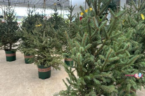 Buy Christmas Tree World Farm