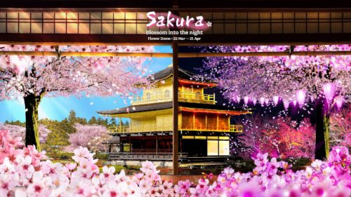 Sakura Blossom into the Night 2024