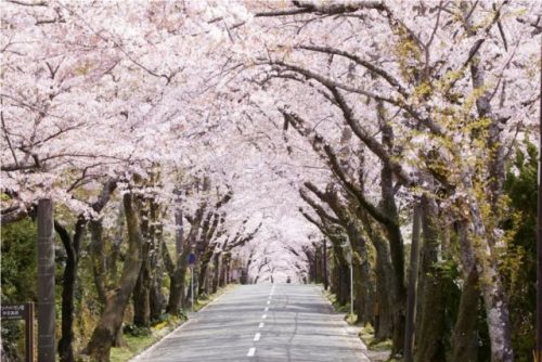 Sakura Floral Display Touring Springtime