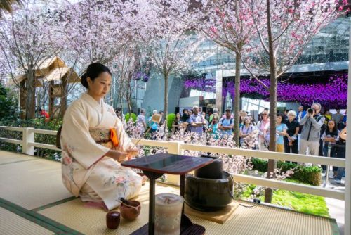 Sakura Japanese Tea Ceremony Gardens by the Bay