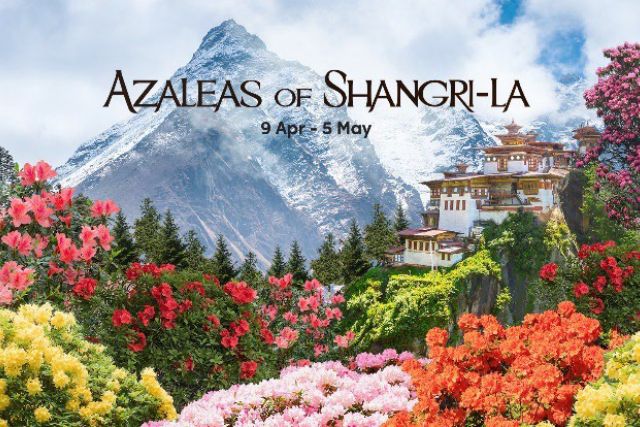 Azaleas of Shangri-La Flora display