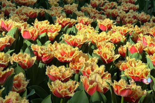 Tulipa Brisbane Tulipmania