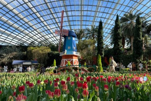 Tulipmania Windmill