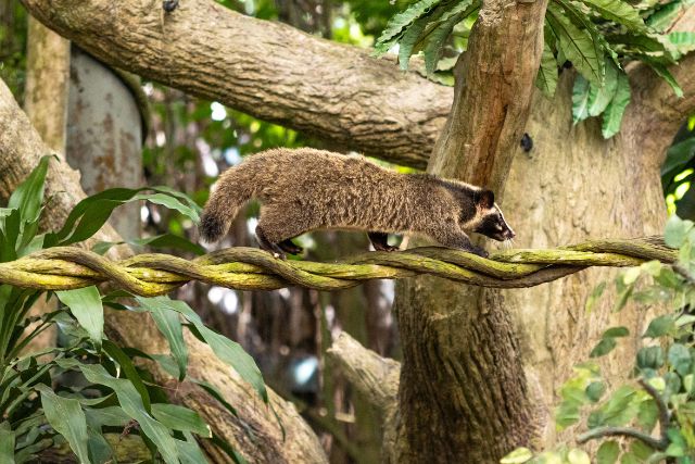 Masked Palm Civet Mandai Wildlife Group