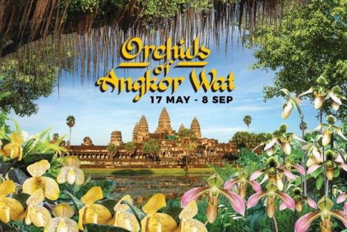 Orchids of Angkor Wat