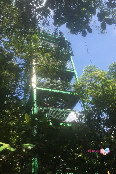 MacRitchie Jelutong Tower