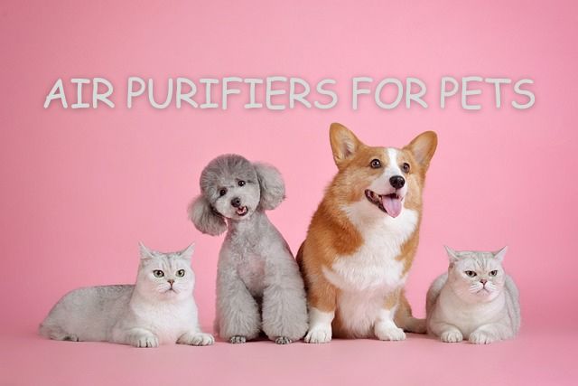 best air purifier for pets