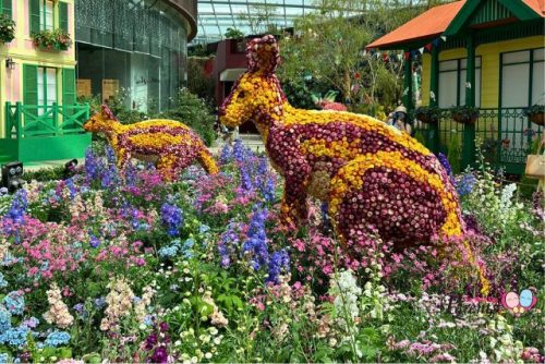 Carnival of Flowers Australia