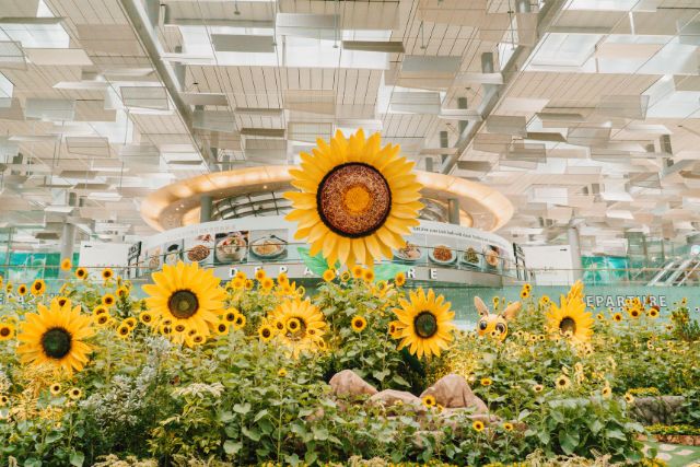 Changi Airport Sunflower Display