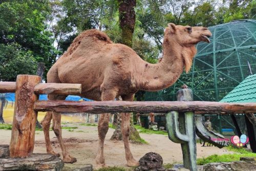 Johor Zoo Camel