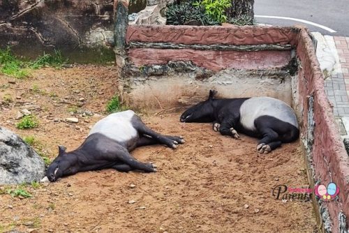 Johor Zoo Tapir