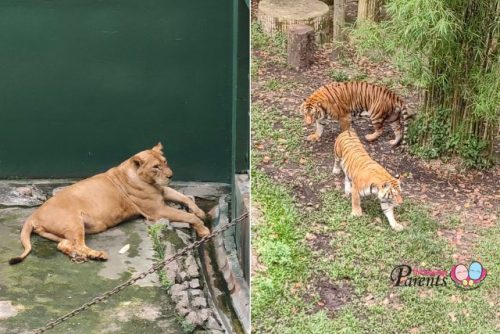 Johor Zoo Tiger and Lion