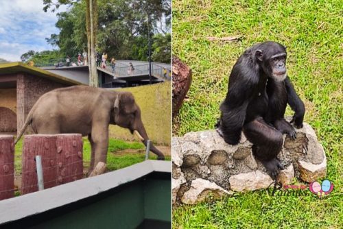 crocodile elephant chimpanzee