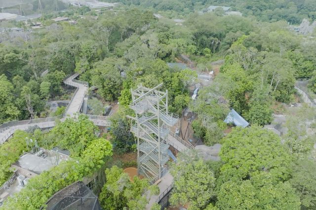 Rainforest Wild Asia Canopy jump