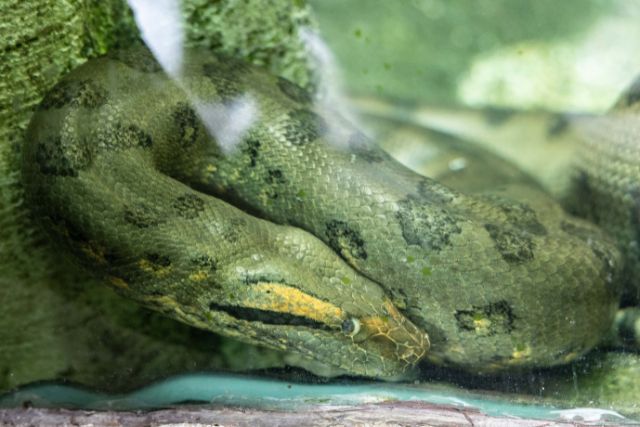 Green anaconda at River Wonders