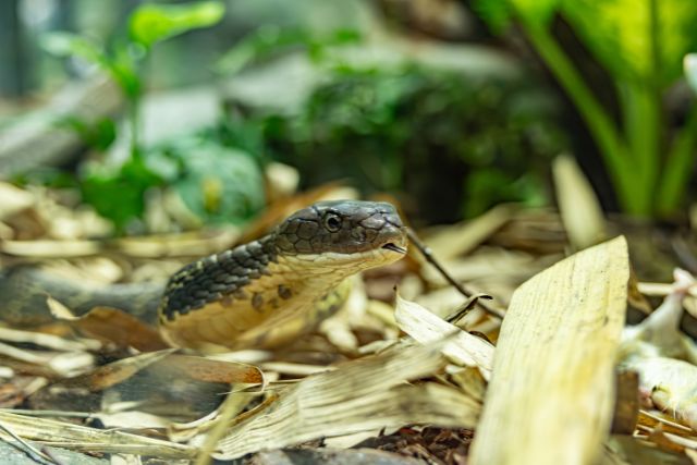 King cobra at Singapore Zoo