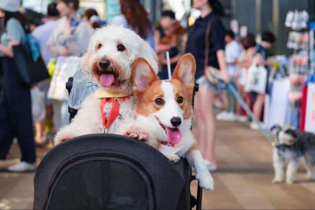 CHIJMES Pawlentine Weekend