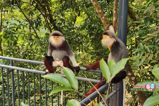 Rainforest Wild Asia Langurs