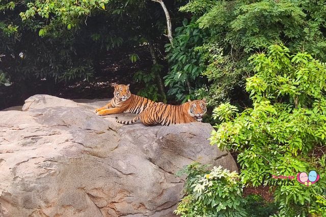 Rainforest Wild Asia Rock Cascade Tiger