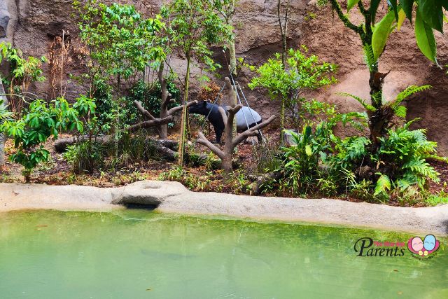 Rainforest Wild Asia The Watering Hole Tapir