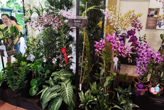 Singapore Garden Festival SGF Orchid Show