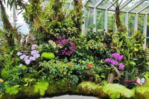 National Orchid Garden Free Admission