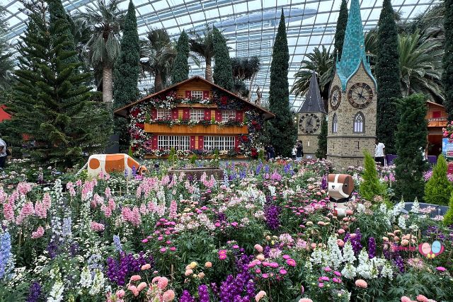 Alpine Adventures starring Begonias