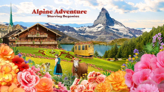 Apline Adventure Begonias GBB