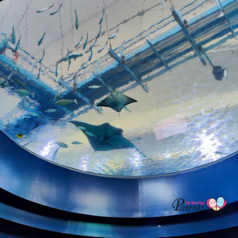 Manta Ray Singapore Oceanarium