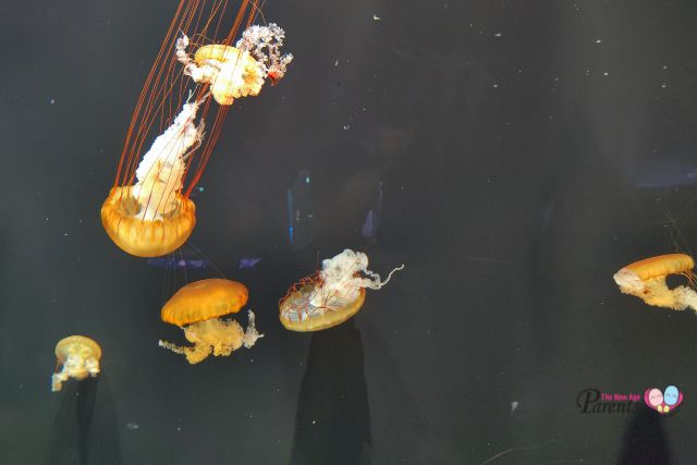 Singapore Oceanarium Sea Jellyfish