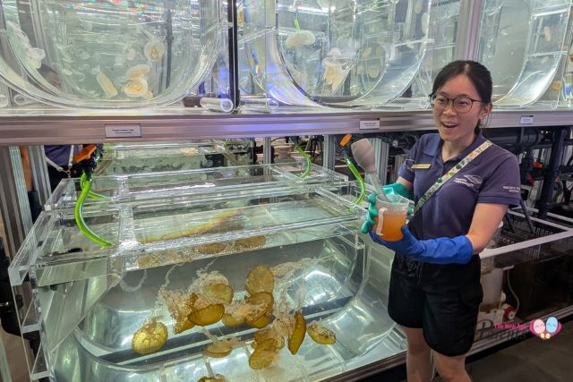 Singapore Oceanarium World Sea Jelly Day experience